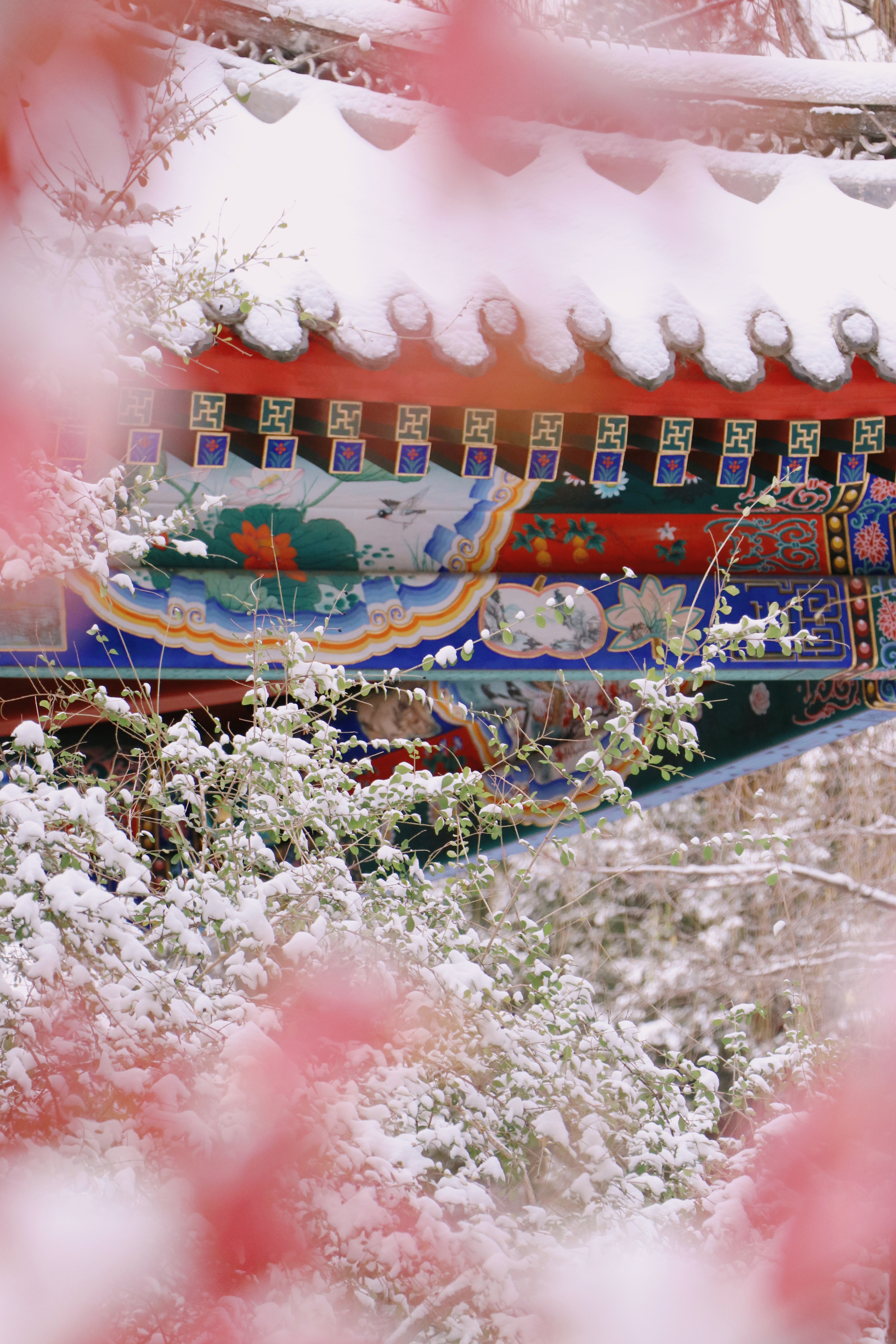 20231211-雪11-新葡萄-供图.jpg